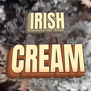 Irish Cream Cannabis Strain