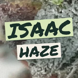 Isaac Haze Cannabis Strain