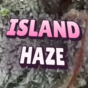 Island Haze Cannabis Strain