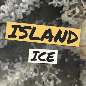 Island Ice Cannabis Strain
