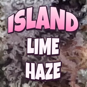 Island Lime Haze Cannabis Strain