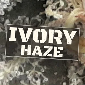 Ivory Haze Cannabis Strain