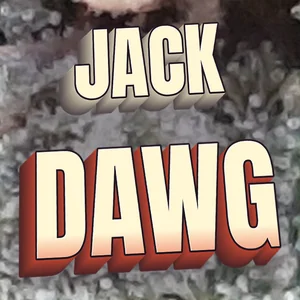 Jack Dawg Cannabis Strain