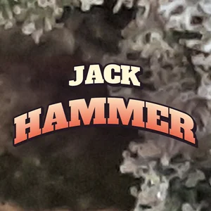 Jack Hammer Cannabis Strain