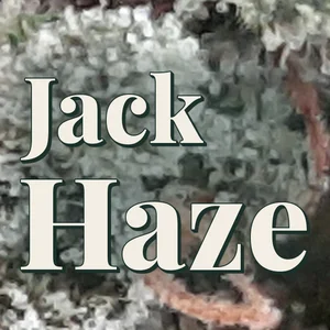 Jack Haze Cannabis Strain