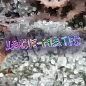 Jack-matic Cannabis Strain