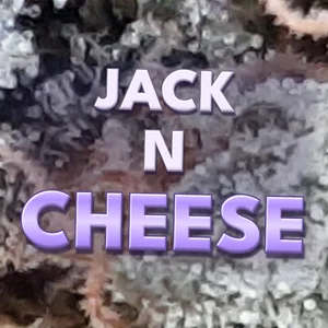 Jack N Cheese Cannabis Strain