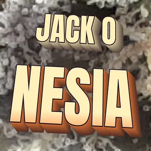 Jack O Nesia Cannabis Strain