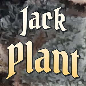 Jack Plant Cannabis Strain