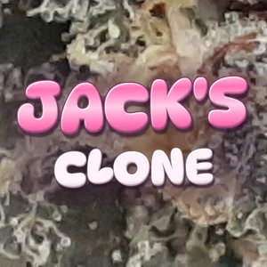 Jack's Clone Cannabis Strain