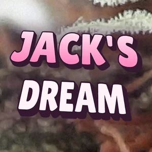 Jack's Dream Cannabis Strain
