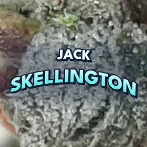 Jack Skellington Cannabis Strain