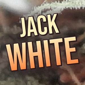 Jack White Cannabis Strain