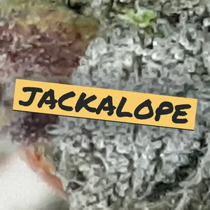 Jackalope Cannabis Strain