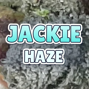 Jackie Haze Cannabis Strain