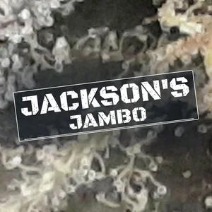 Jackson's Jambo Cannabis Strain