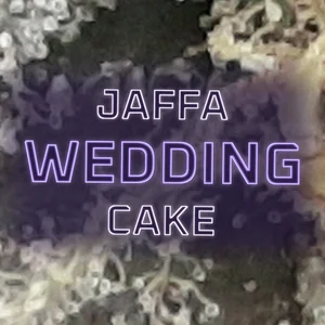 Jaffa Wedding Cake Cannabis Strain