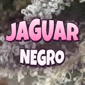 Jaguar Negro Cannabis Strain