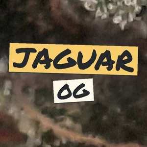 Jaguar OG Cannabis Strain