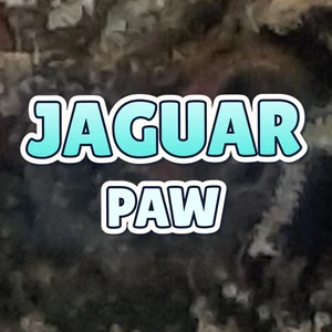 Jaguar Paw Cannabis Strain