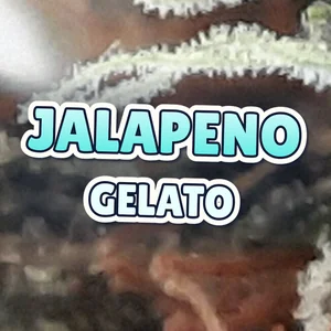 Jalapeno Gelato Cannabis Strain