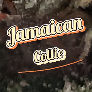 Jamaican Collie Cannabis Strain