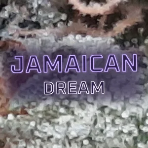 Jamaican Dream Cannabis Strain