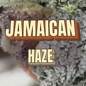 Jamaican Haze Cannabis Strain