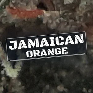 Jamaican Orange Cannabis Strain