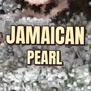 Jamaican Pearl Cannabis Strain