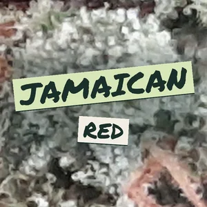Jamaican Red Cannabis Strain