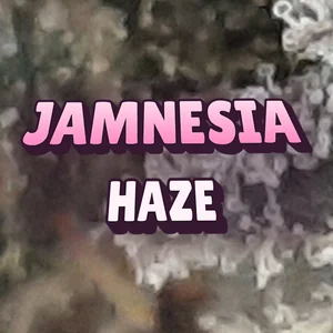 Jamnesia Haze Cannabis Strain