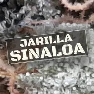 Jarilla Sinaloa Cannabis Strain