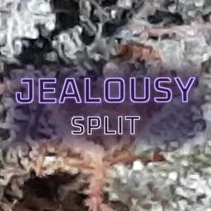 Jealousy Split Cannabis Strain