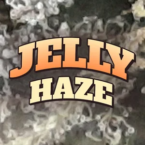 Jelly Haze Cannabis Strain
