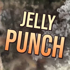 Jelly Punch Cannabis Strain