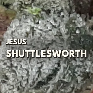 Jesus Shuttlesworth Cannabis Strain