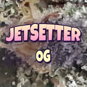 Jetsetter OG Cannabis Strain