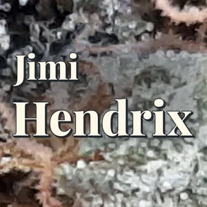Jimi Hendrix Cannabis Strain