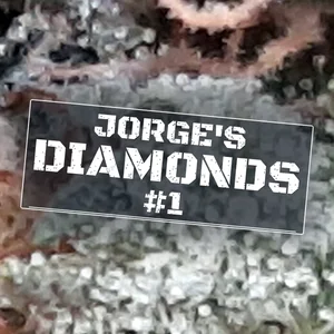 Jorge's Diamonds #1 Cannabis Strain