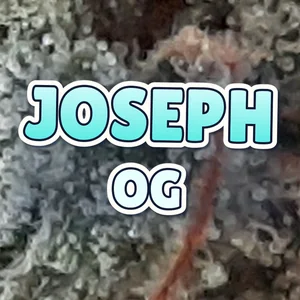 Joseph OG Cannabis Strain