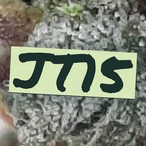 JT15 Cannabis Strain