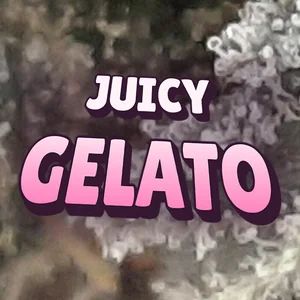 Juicy Gelato Cannabis Strain