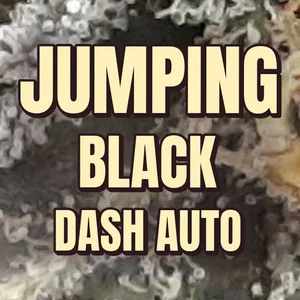 Jumping Black Dash Auto Cannabis Strain