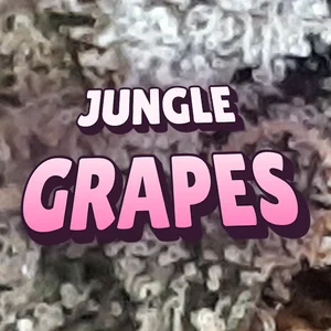 Jungle Grapes Cannabis Strain