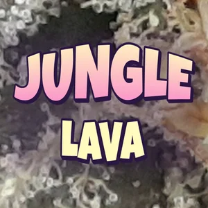 Jungle Lava Cannabis Strain