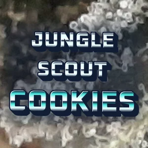 Jungle Scout Cookies Cannabis Strain