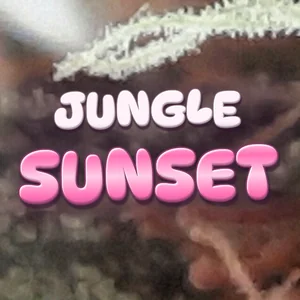 Jungle Sunset Cannabis Strain