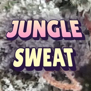 Jungle Sweat Cannabis Strain