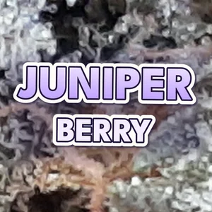 Juniper Berry Cannabis Strain